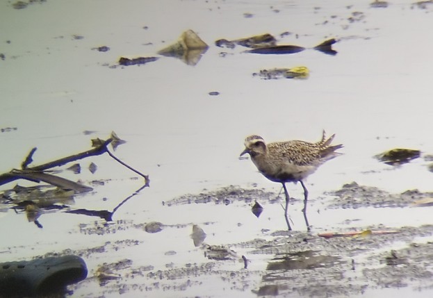Pacific Golden-Plover - ML641592500