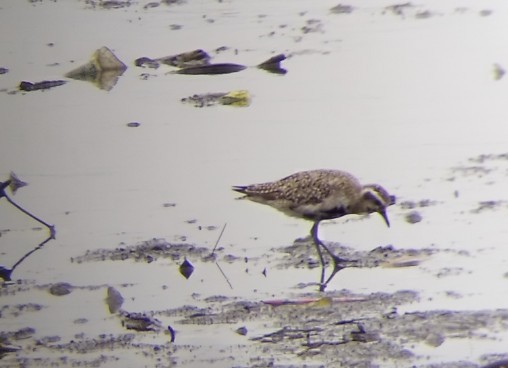 Pacific Golden-Plover - ML641592501