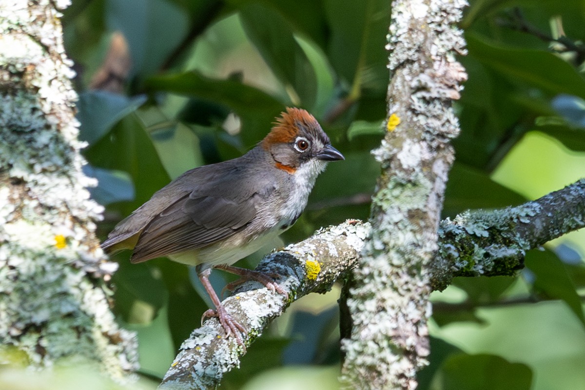 Rusty-crowned Ground-Sparrow - ML641592580