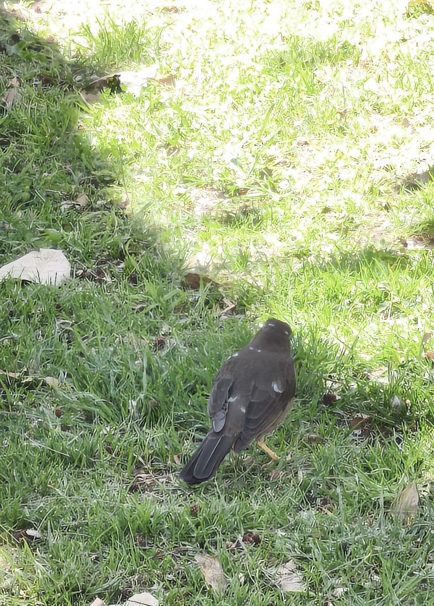 Chiguanco Thrush - ML641592591