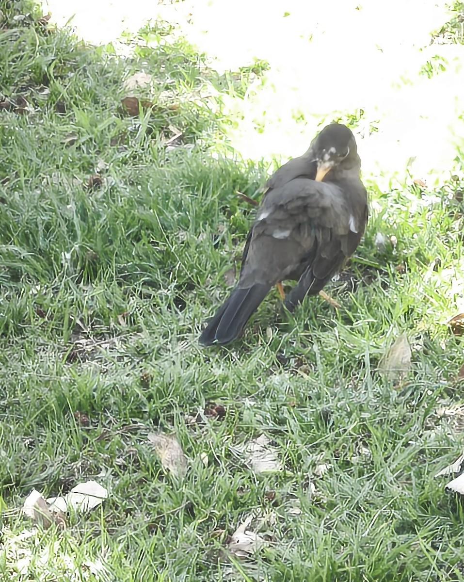 Chiguanco Thrush - ML641592592