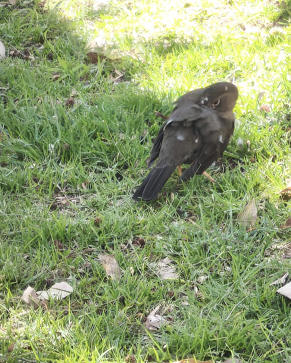 Chiguanco Thrush - ML641592593