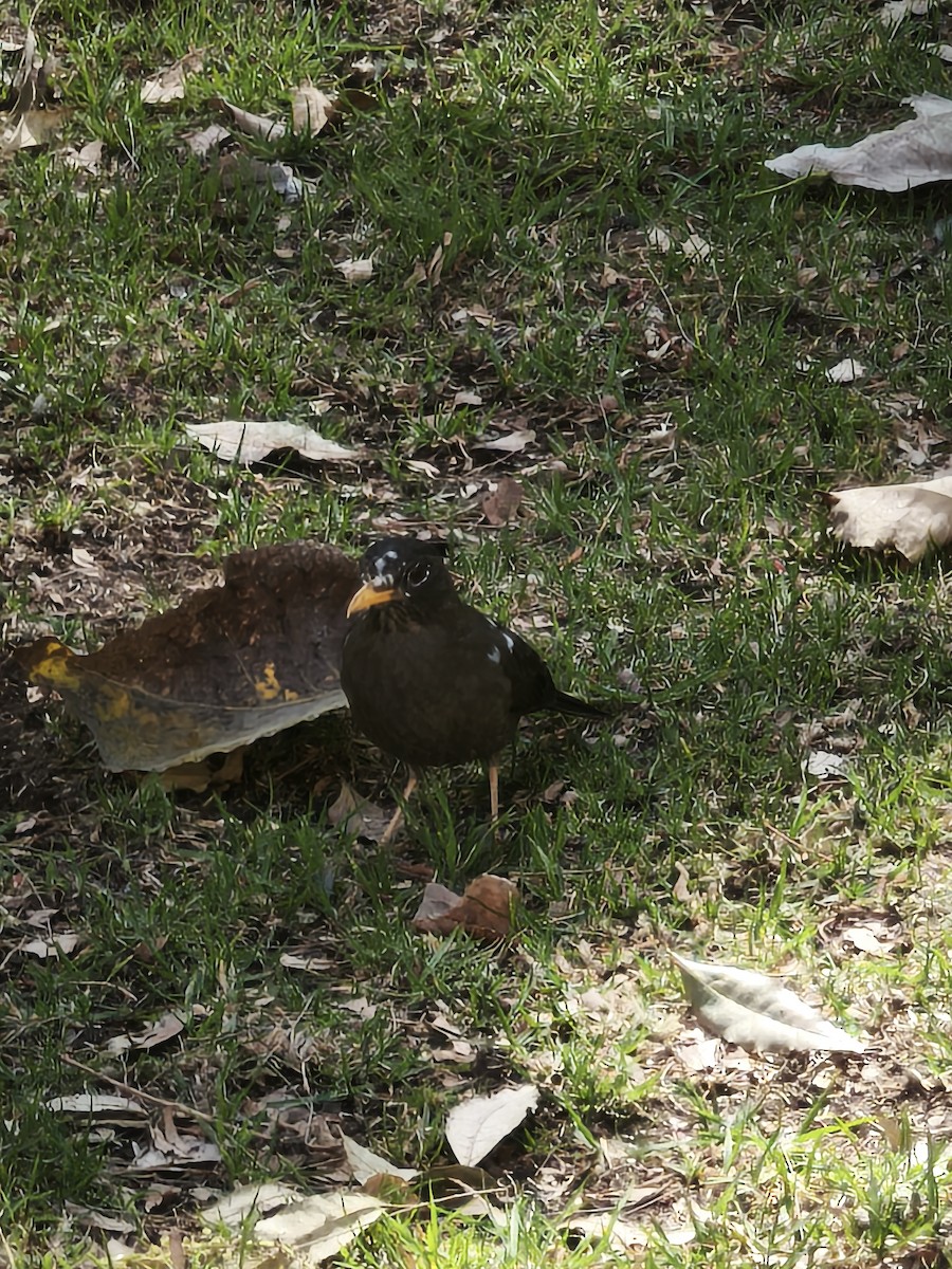 Chiguanco Thrush - ML641592596