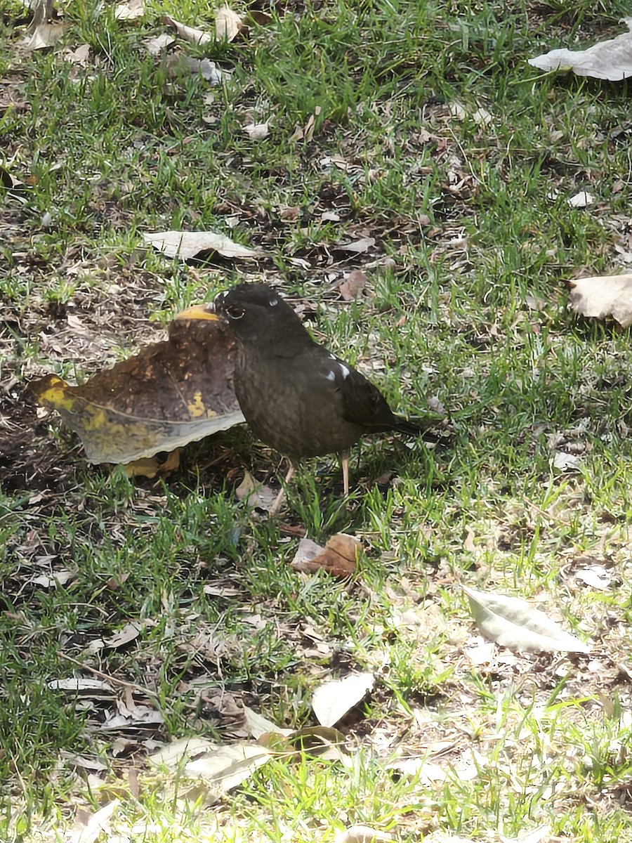 Chiguanco Thrush - ML641592599