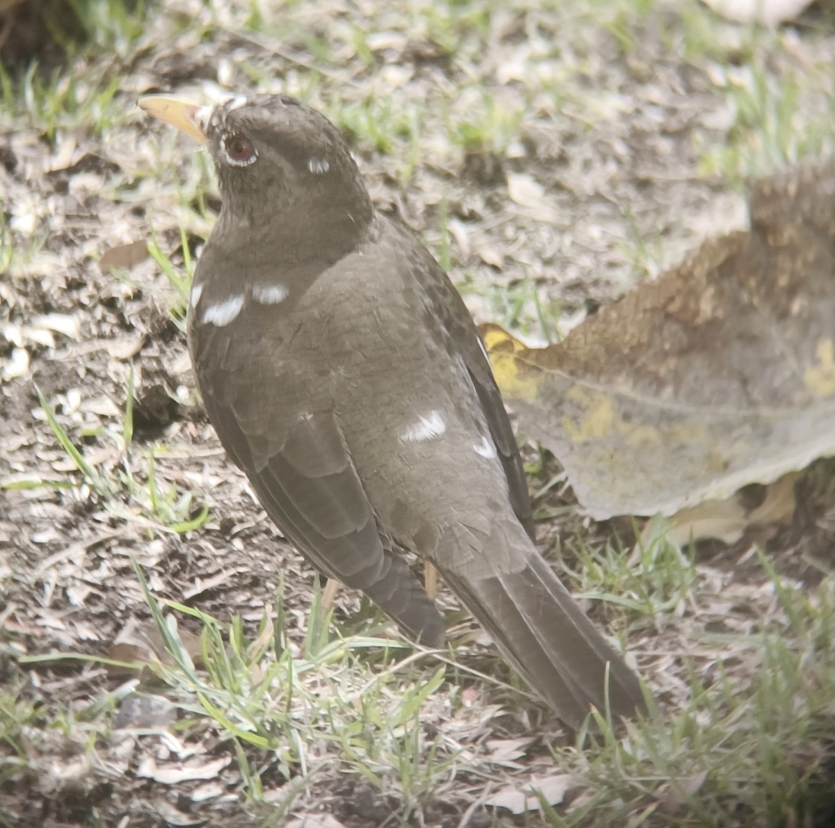 Chiguanco Thrush - ML641592622