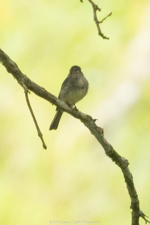Tumbes Pewee - ML641592623