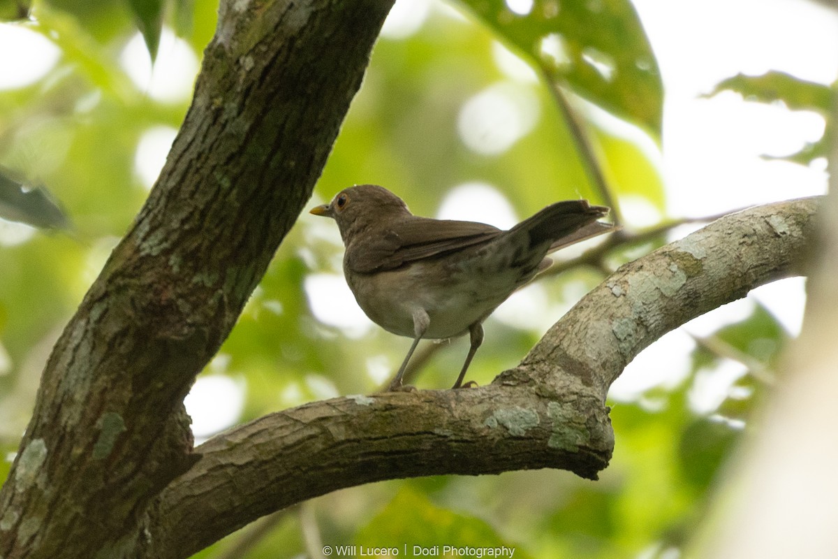 Ecuadorian Thrush - ML641592649