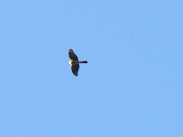 Sharp-shinned Hawk - ML641592696