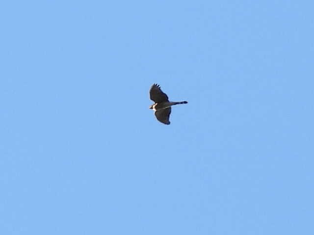 Sharp-shinned Hawk - ML641592697