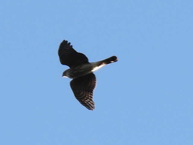 Sharp-shinned Hawk - ML641592698