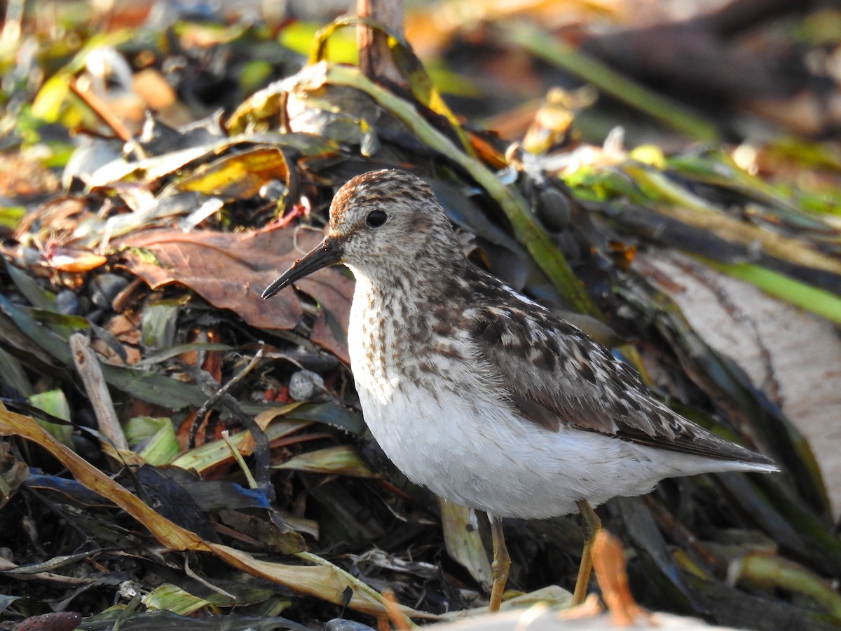 Least Sandpiper - ML64159271