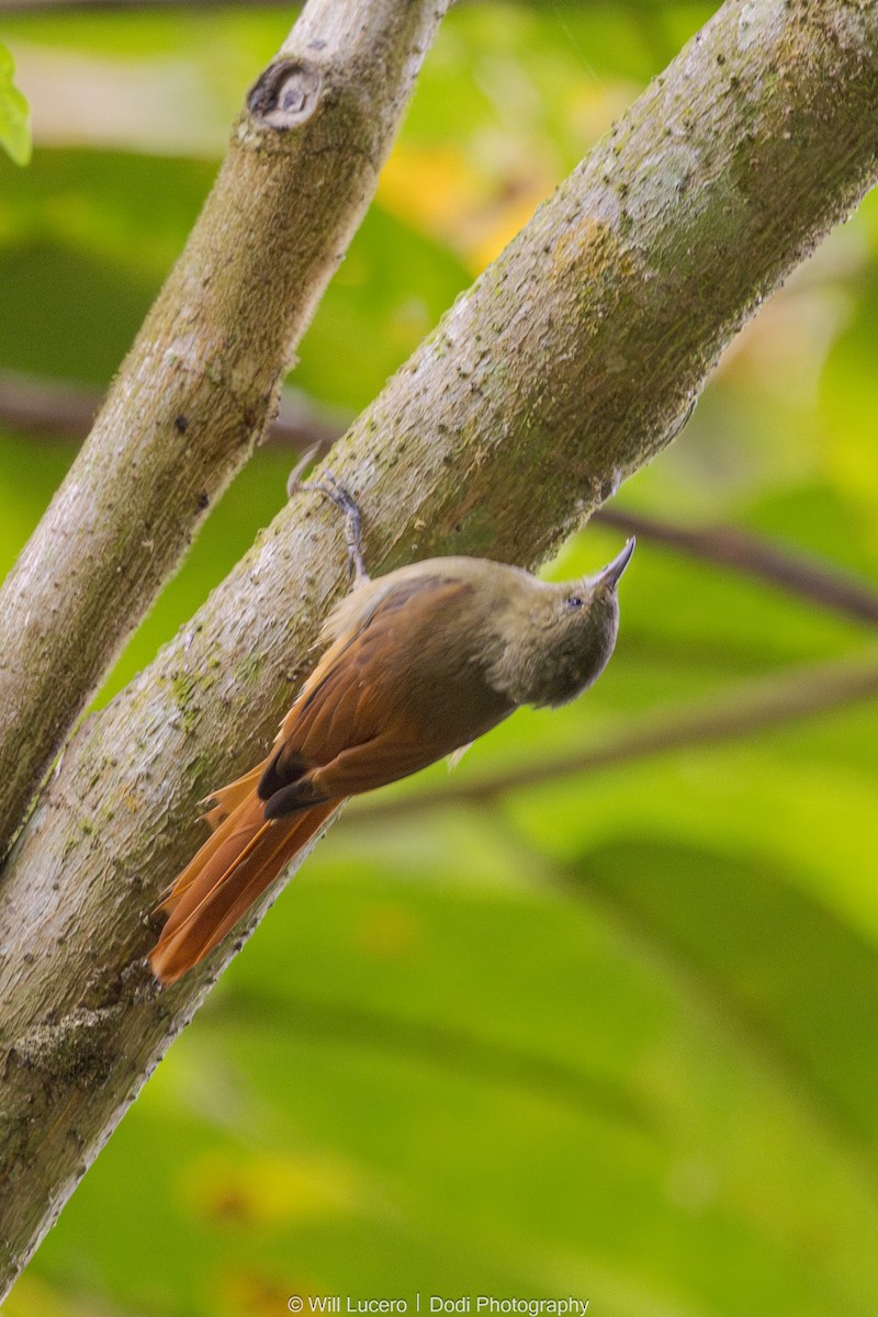 Olivaceous Woodcreeper - ML641592728