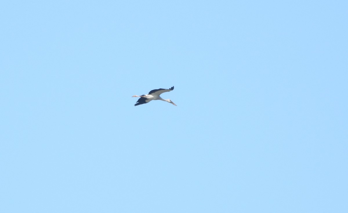 Asian Openbill - ML641592761