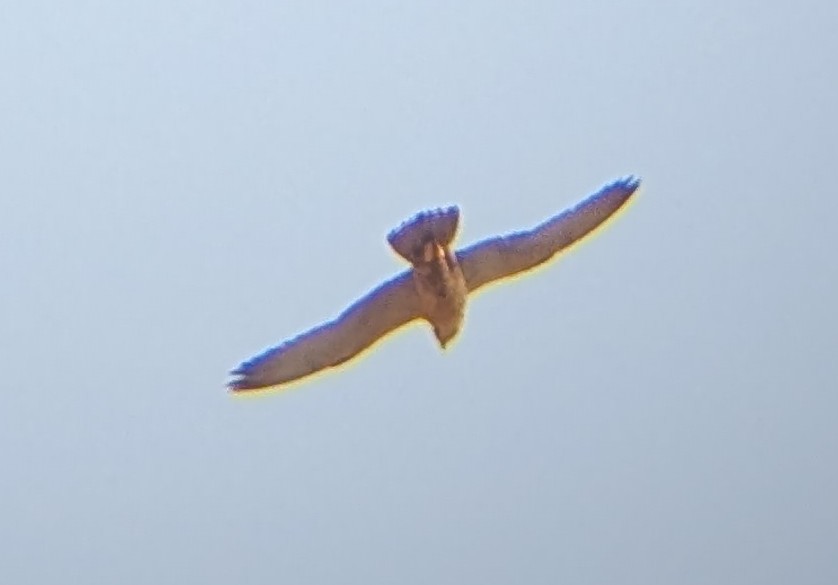 Lanner Falcon - ML641592781