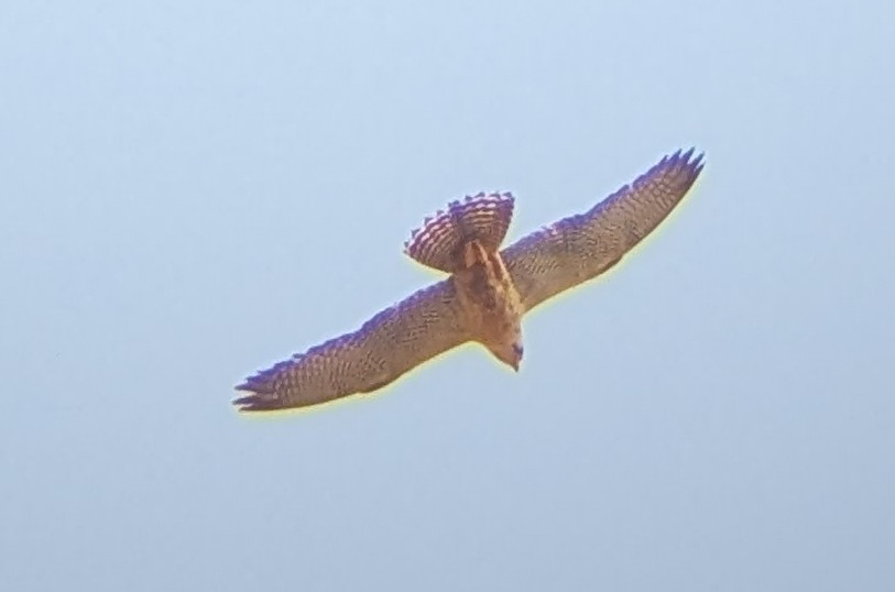 Lanner Falcon - ML641592782