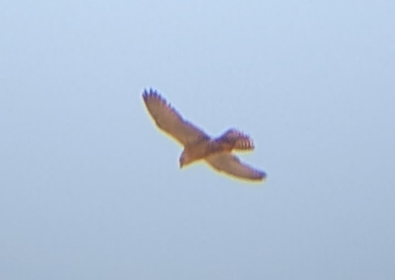 Lanner Falcon - ML641592784