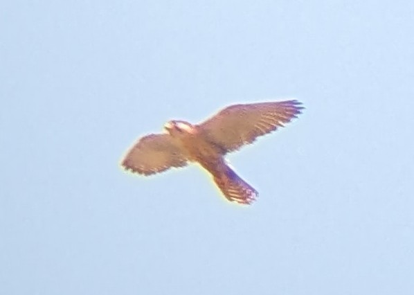 Lanner Falcon - ML641592785