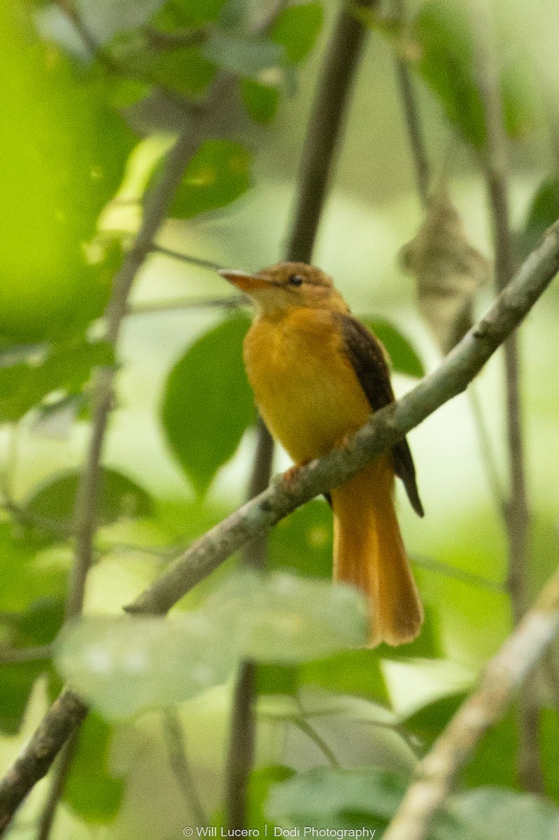 Tropical Royal Flycatcher - ML641592830