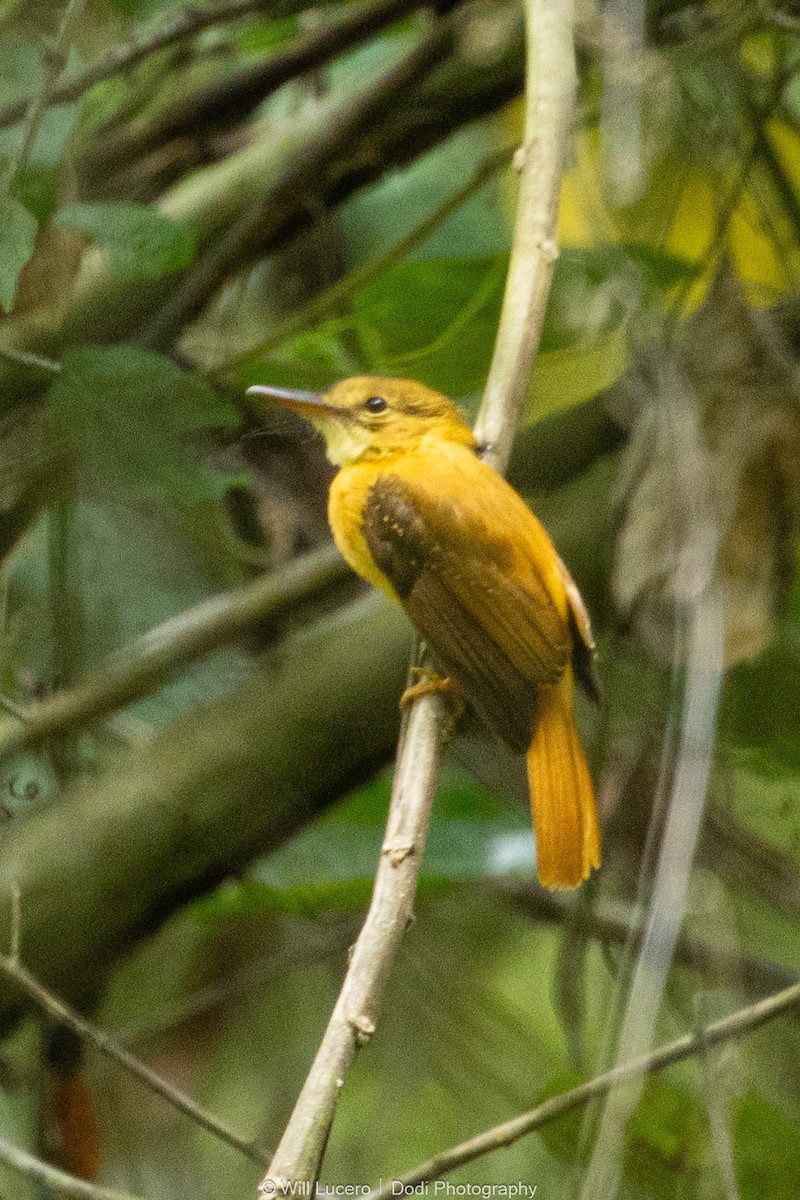 Tropical Royal Flycatcher - ML641592832