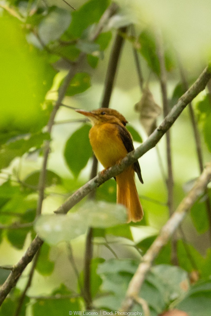 Tropical Royal Flycatcher - ML641592833
