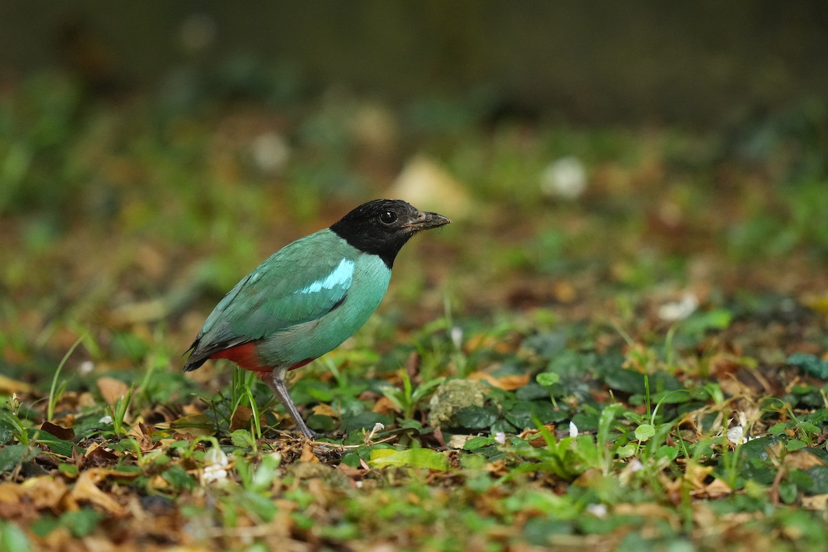 Western Hooded Pitta (Sunda) - ML641592850