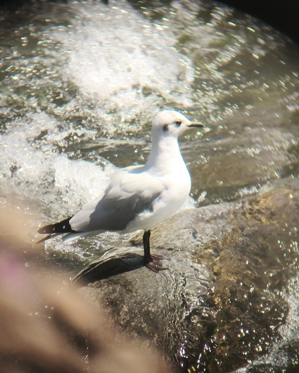 Andean Gull - ML641592873