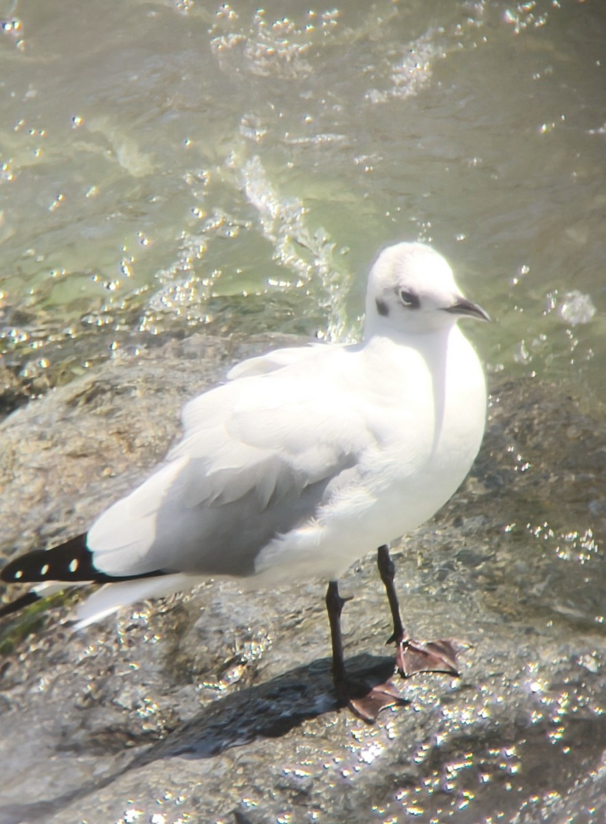Andean Gull - ML641592874
