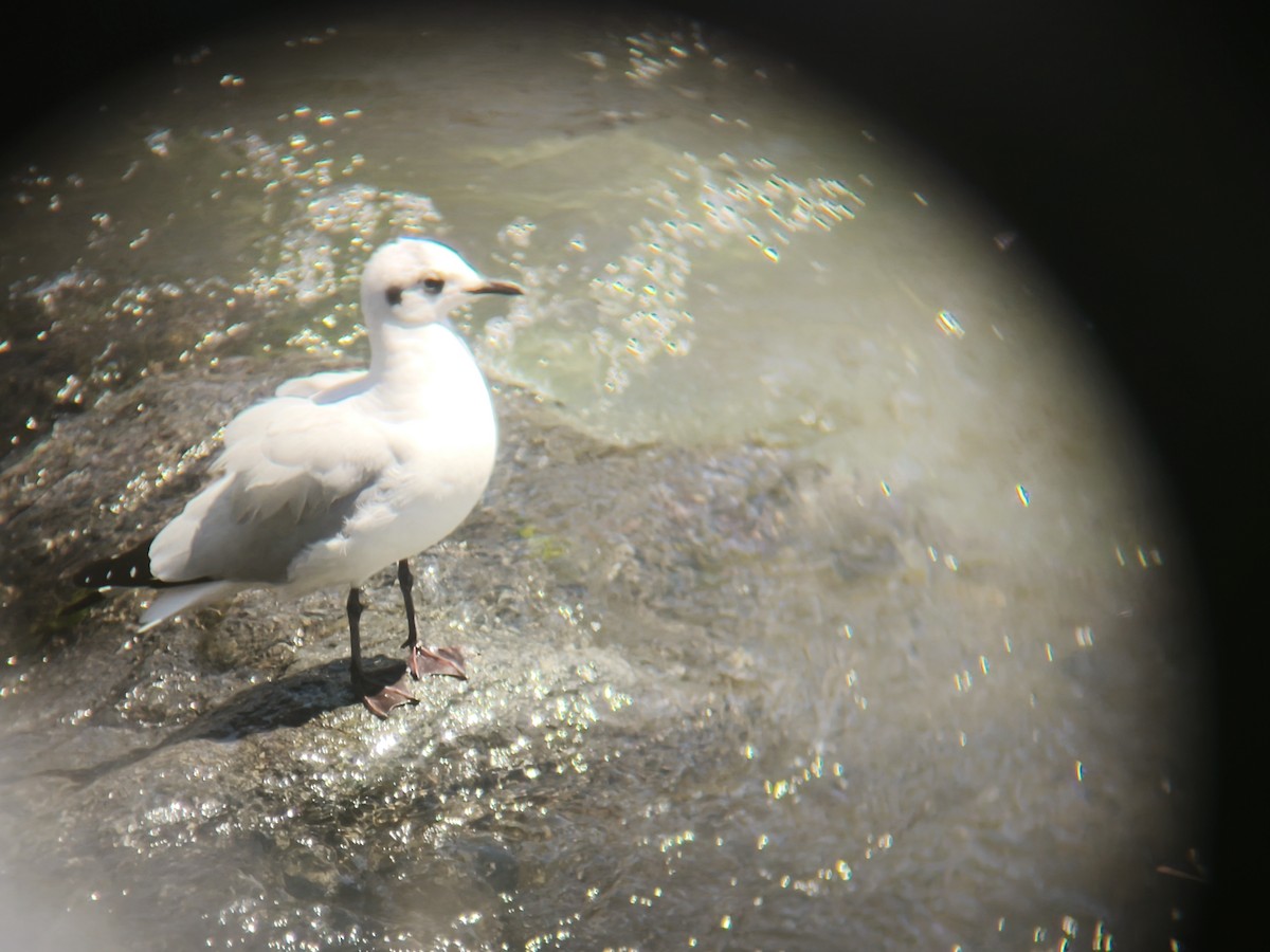 Andean Gull - ML641592876
