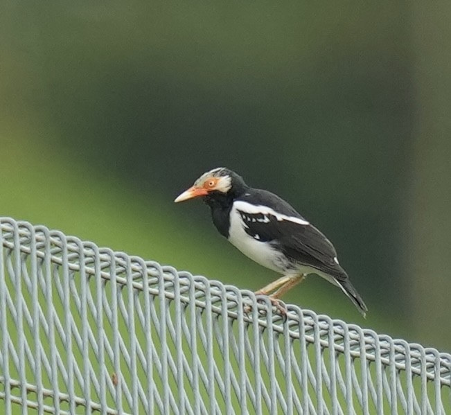 Siamese Pied Starling - ML641592881