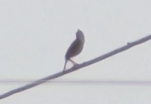 cisticola sp. - ML641592884