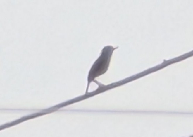 cisticola sp. - ML641592885
