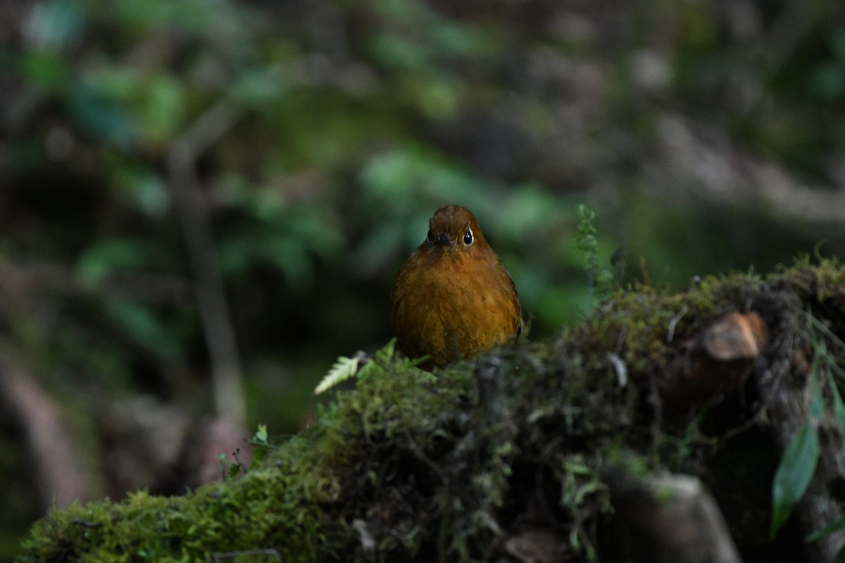 Urubamba Antpitta - ML641592907
