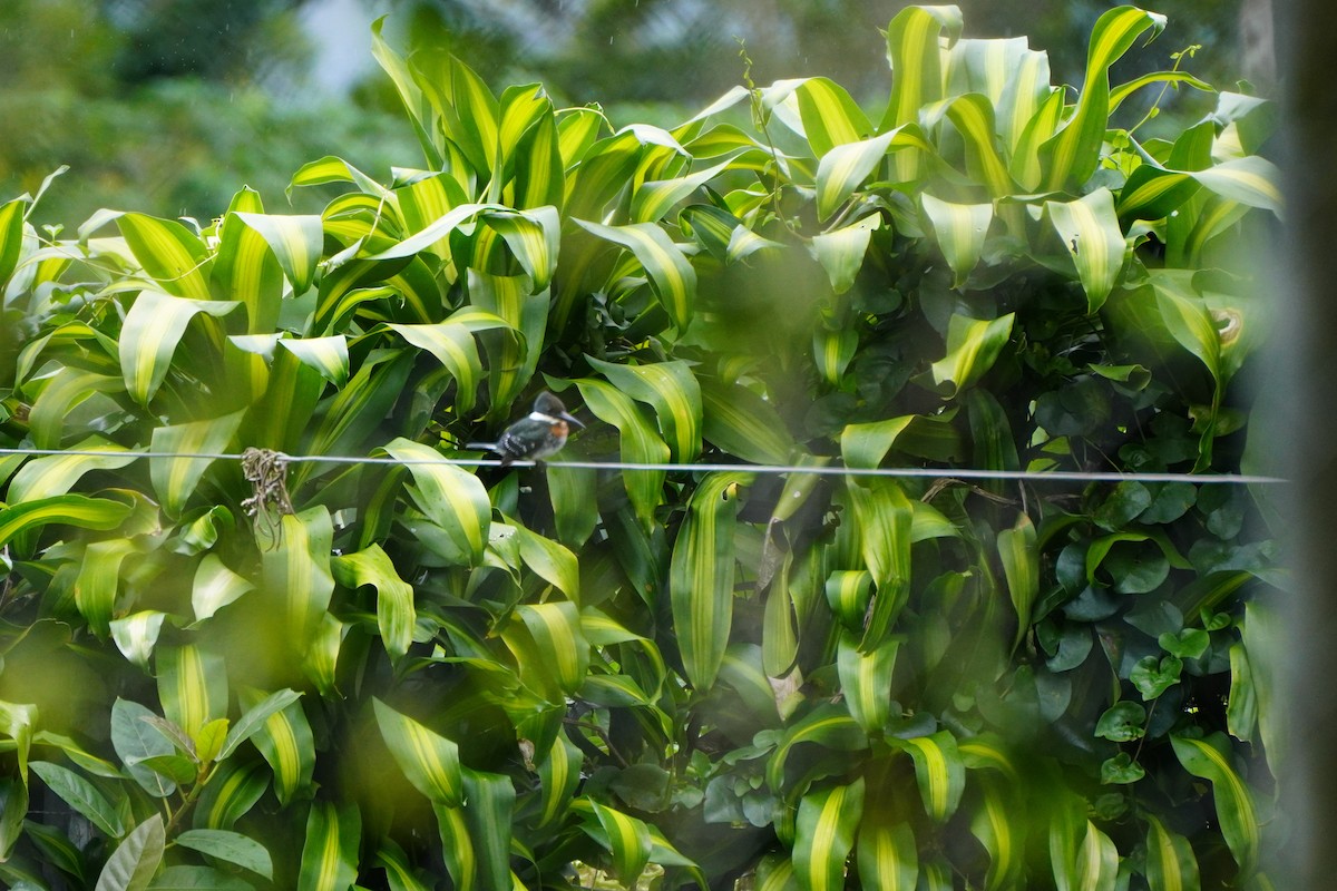 Green Kingfisher - ML641592909