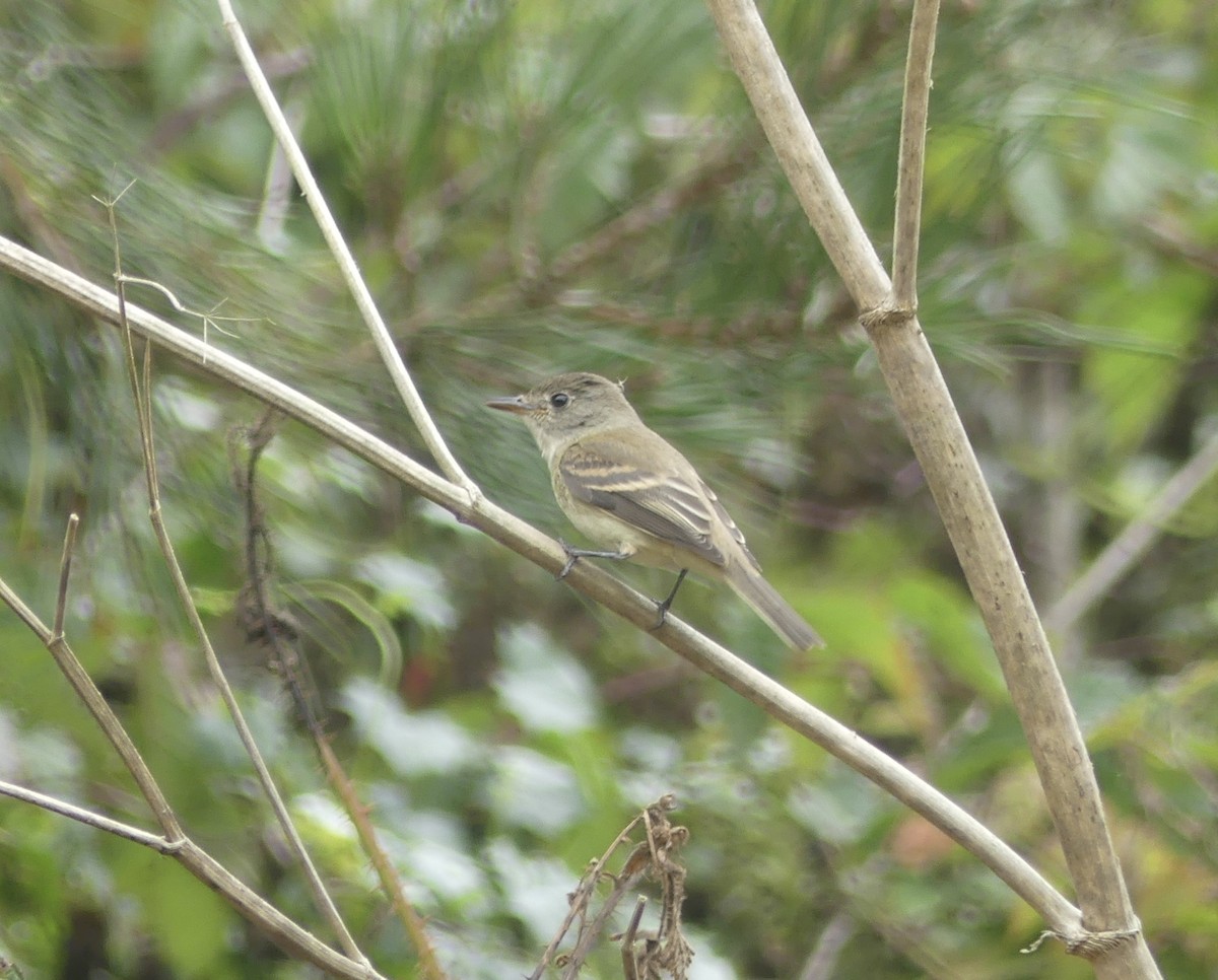 Willow Flycatcher - ML641592943