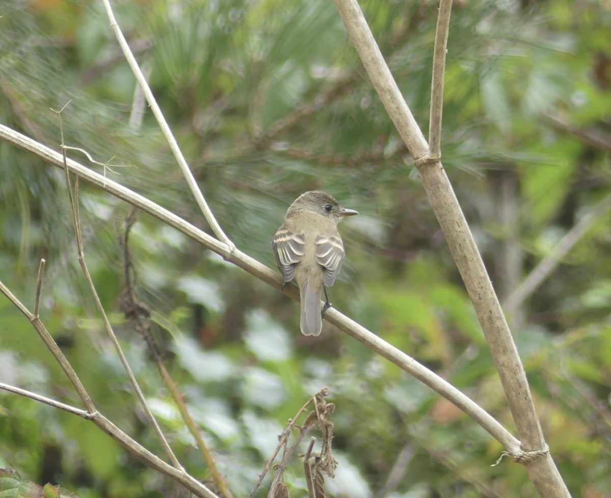 Willow Flycatcher - ML641592944