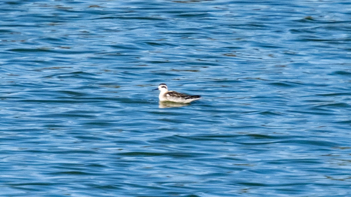 Нарийн сэлээхэй - ML641592973