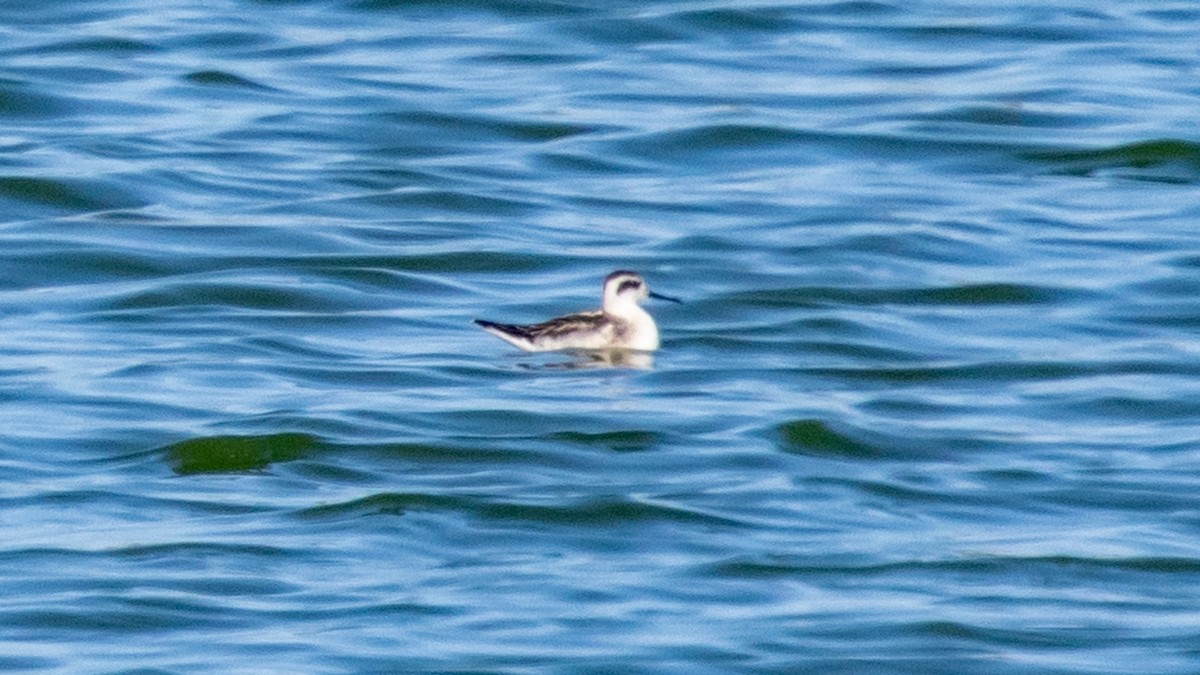 Нарийн сэлээхэй - ML641592975