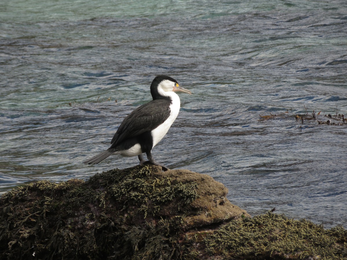 Pied Cormorant - ML641593026