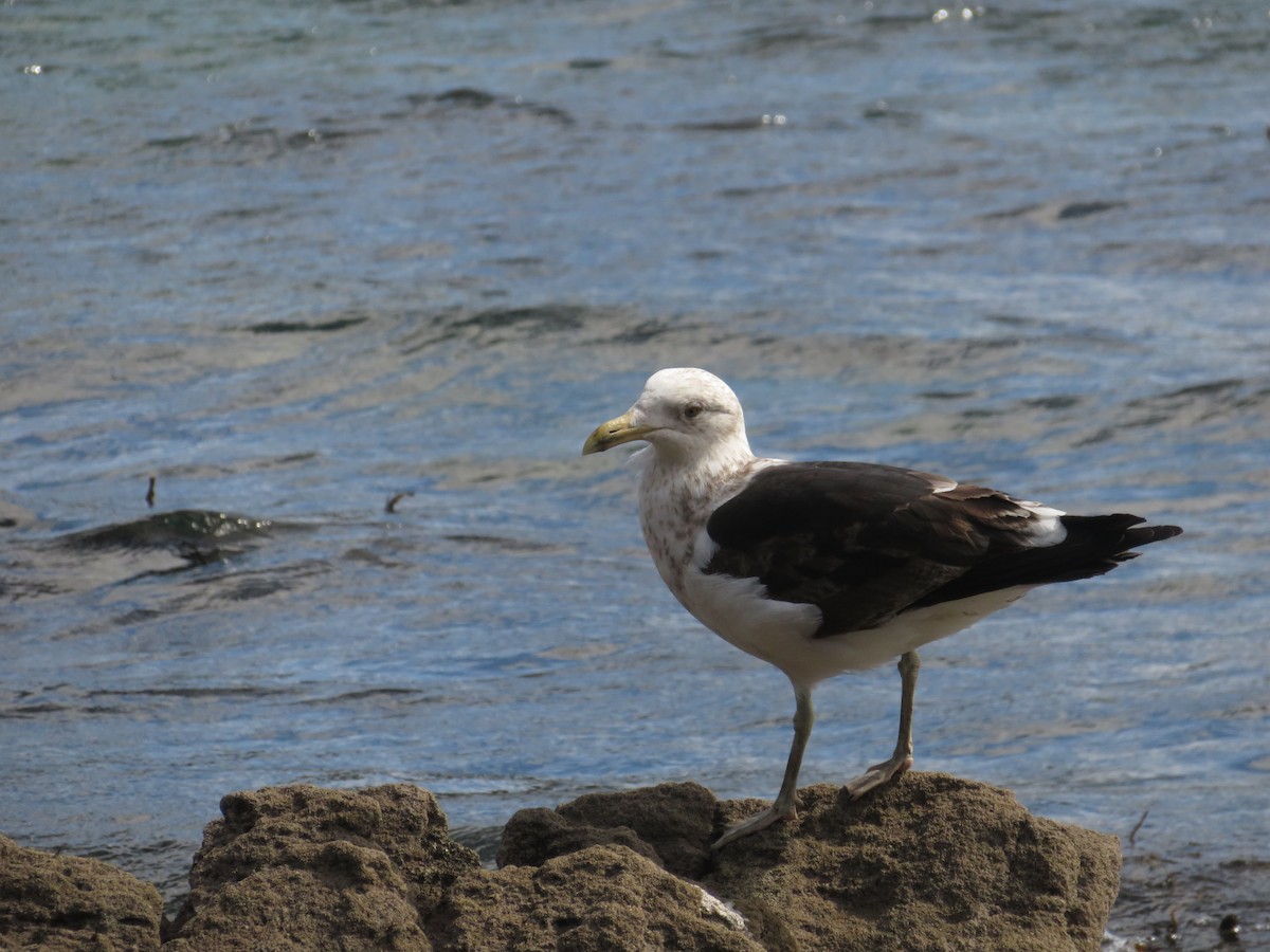 Kelp Gull - ML641593028