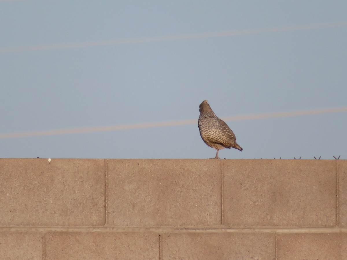 Scaled Quail - ML641593031