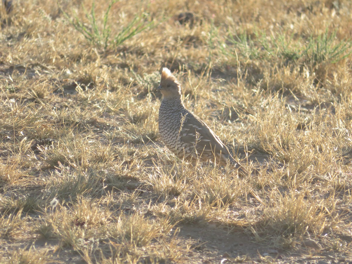 Scaled Quail - ML641593032