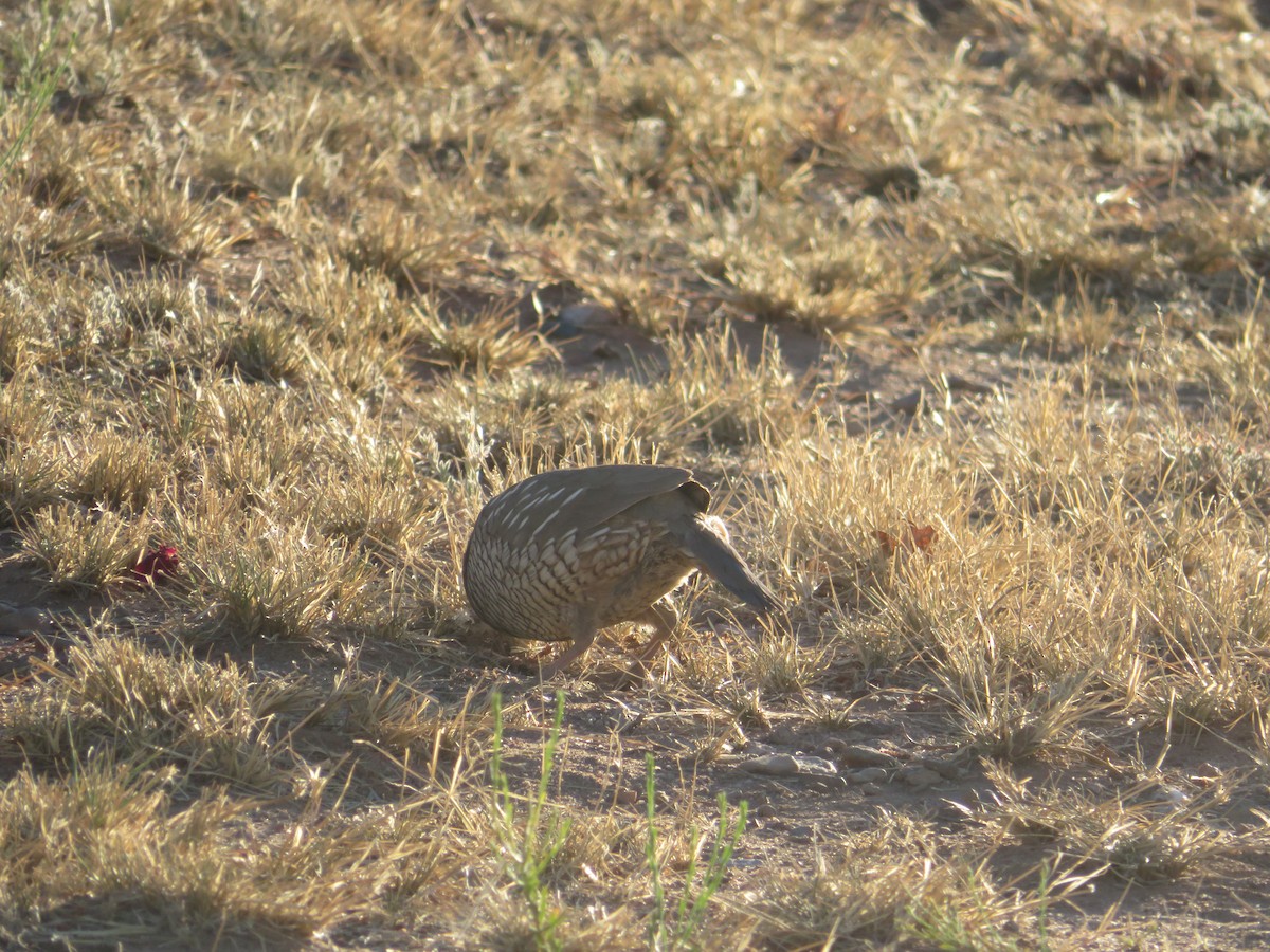 Scaled Quail - ML641593033