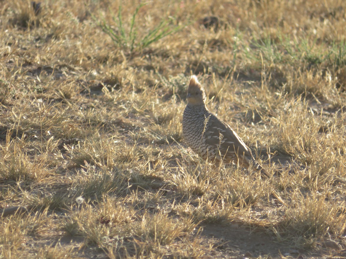 Scaled Quail - ML641593034