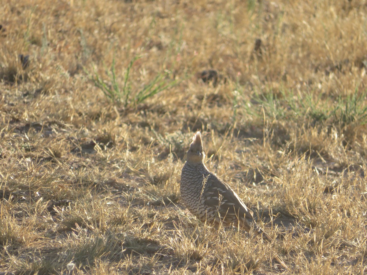 Scaled Quail - ML641593035
