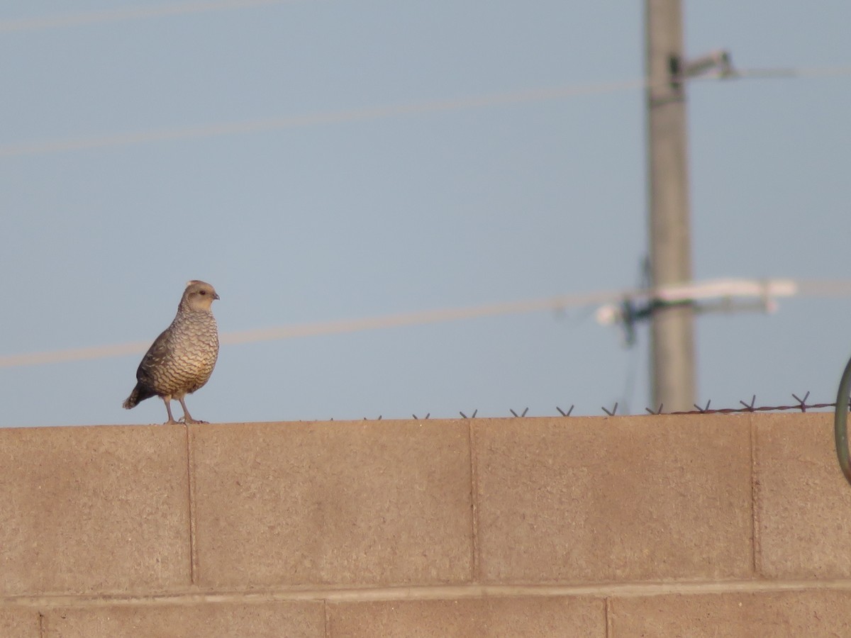 Scaled Quail - ML641593036