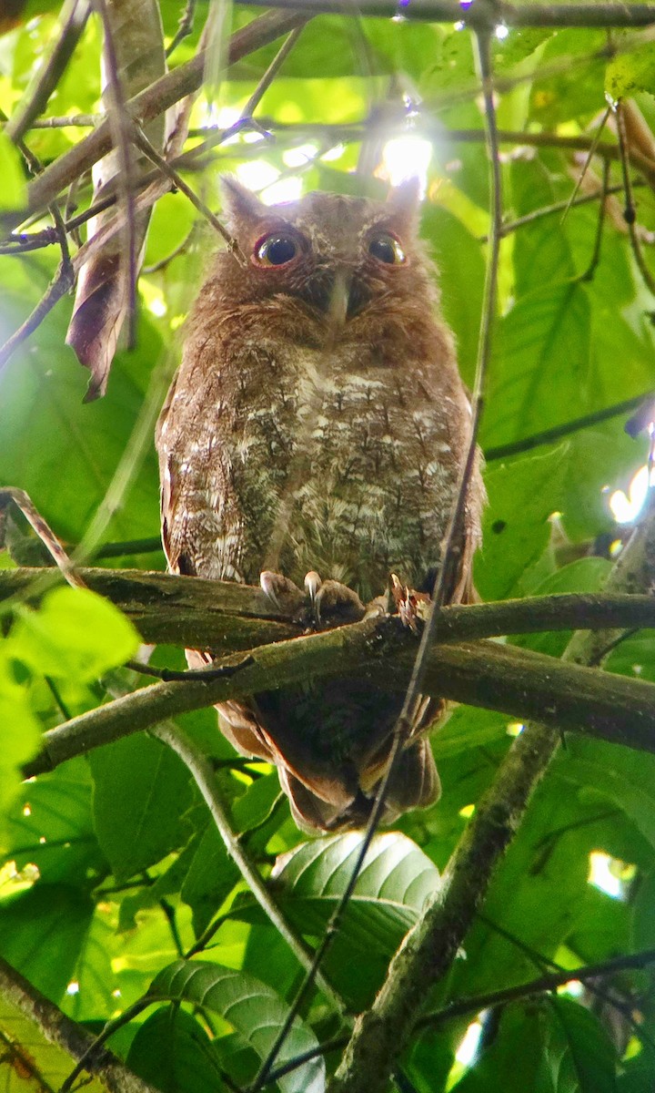 Choco Screech-Owl - ML641593080