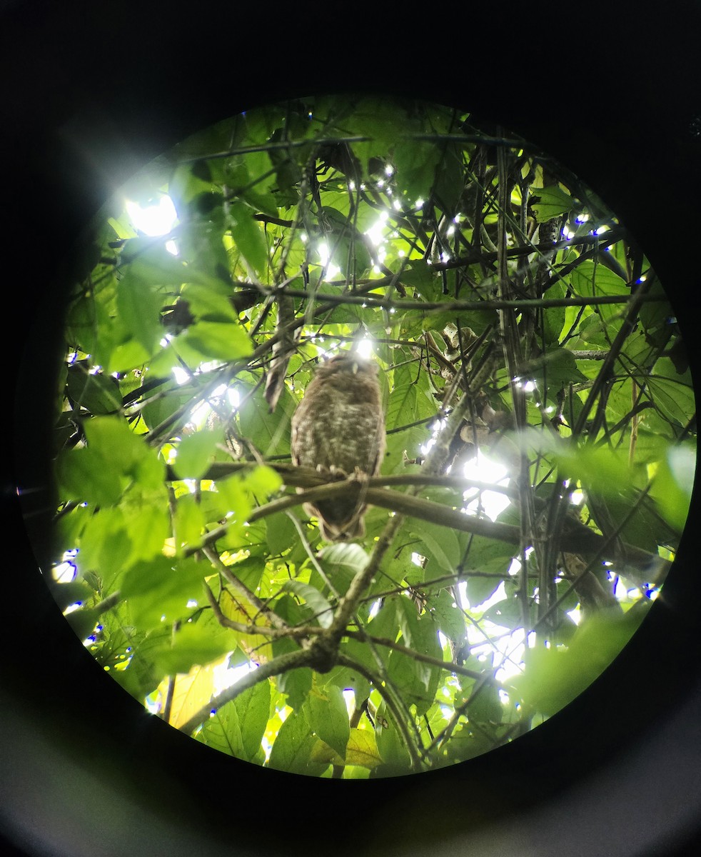 Choco Screech-Owl - ML641593081