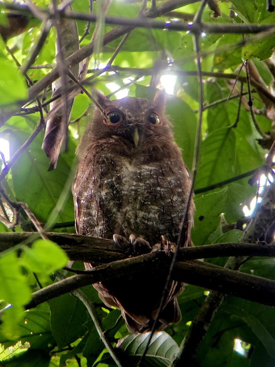 Choco Screech-Owl - ML641593082