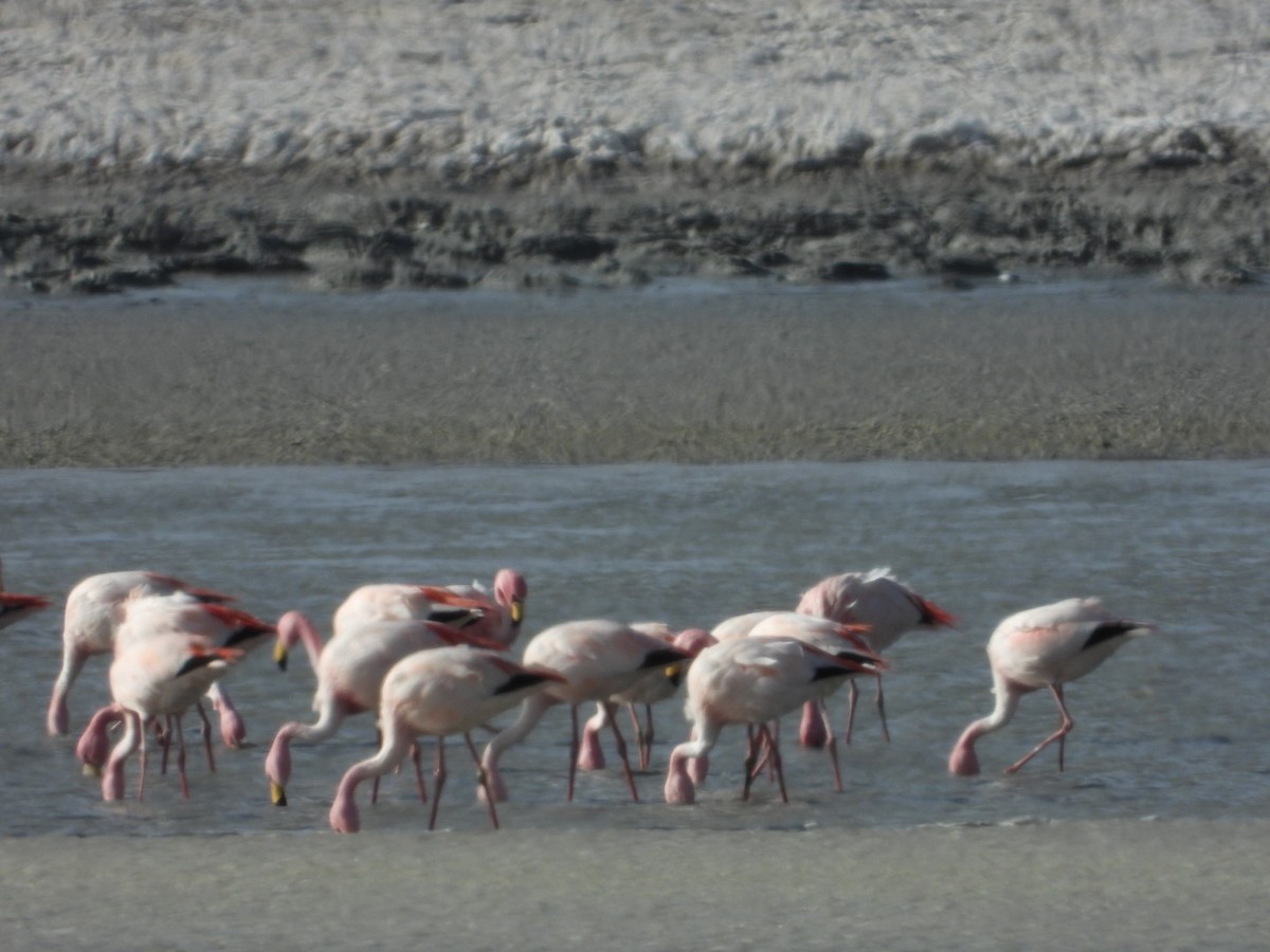 James's Flamingo - ML641593117