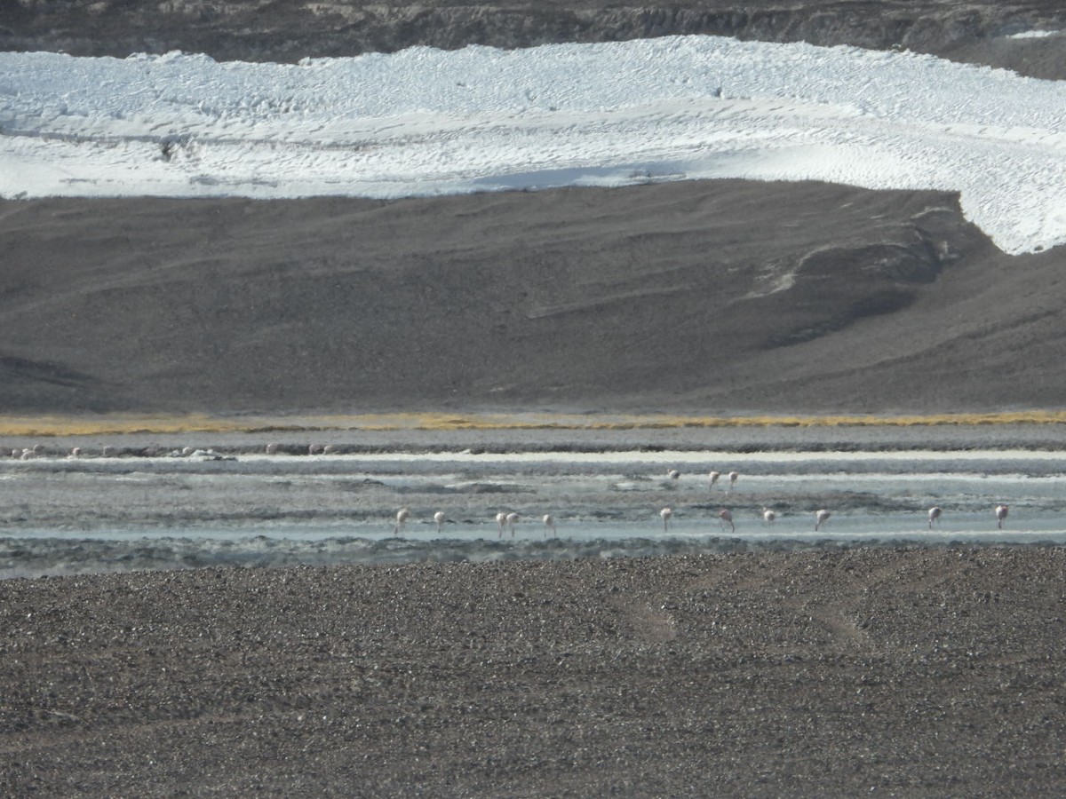 James's Flamingo - ML641593118